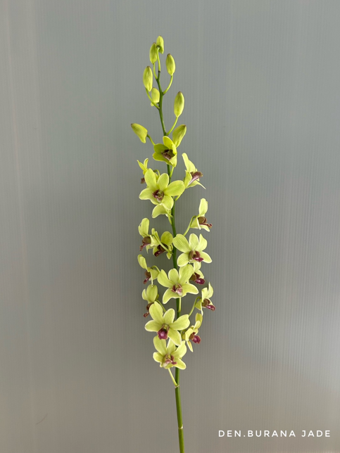 Jade image